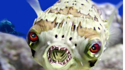 Картинка: 5  Подводных монстров