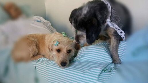 Картинка: Две собаки проводили дни и ночи около дверей больницы, ожидая возвращения хозяина