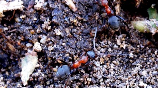 Картинка: Как избавится от муравьев эффективное  средство.
