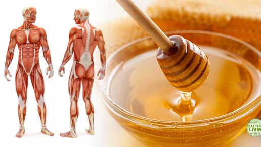 Картинка: Чем полезен мед? И что будет, если каждый день употреблеять?