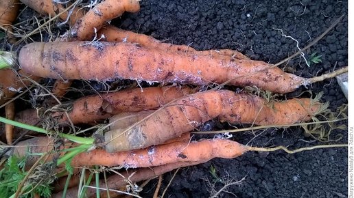 Картинка: Белая гниль на морковке - весь урожай под угрозой