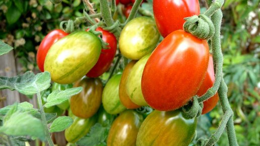 Картинка: Лучшие ранние сорта томатов для теплицы