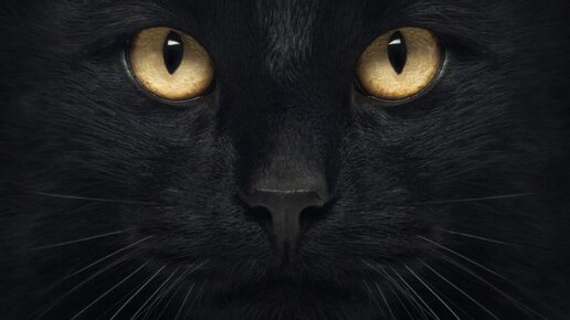 Картинка: Темные секреты глаз кошки