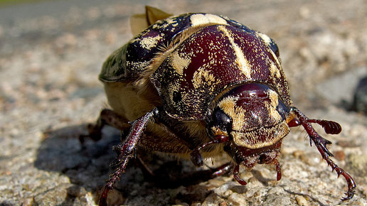 Картинка: Способы борьбы с майскими жуками