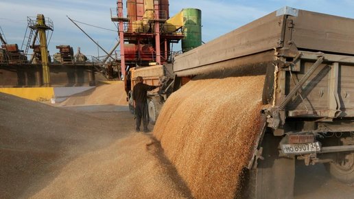 Картинка: Ростовская область станет центром российской биржевой торговли зерном