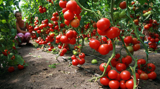 Картинка: Ошибки в выращивании помидоров