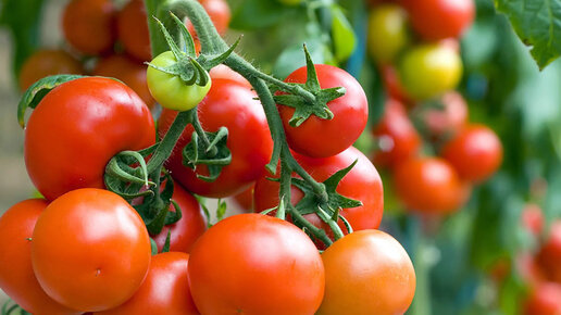Картинка: Настой для томатов - для роста и сахаристости