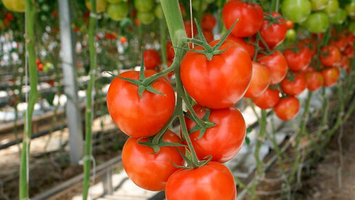 Картинка: Секреты выращивания томатов. Всегда с огромным урожаем