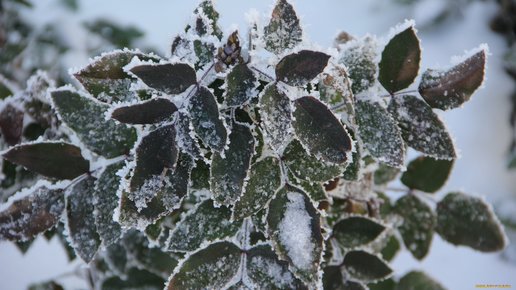 Картинка: Когда и зачем обрывают листья у саженцев, или как повысить выживаемость зимой