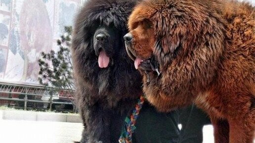 Картинка: Самые большие породы собак в мире