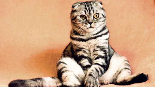 Картинка: Инвестиции на животных.Можно ли заработать денег на пушистых друзьях?