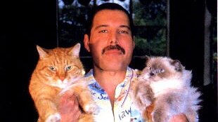 Картинка: Фредди Меркури посвящал песни кошкам, а не девушкам.