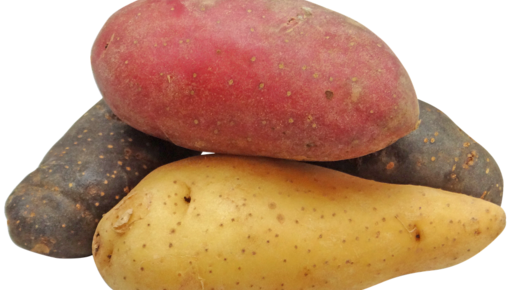 Картинка: Как прорастить картошку