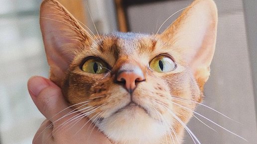 Картинка: А Мама вернется?