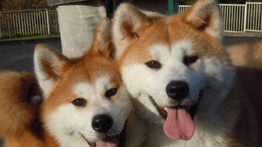 Картинка: Японские породы собак