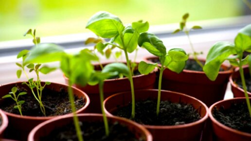 Картинка: Выращивание зелени на подоконнике