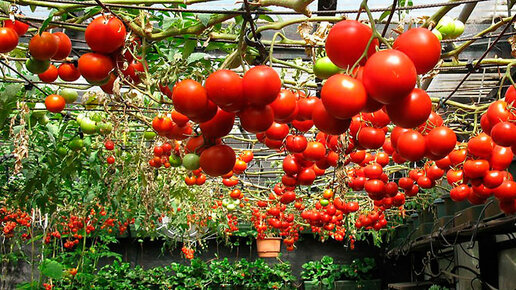 Картинка: 9 секретов хорошего урожая помидоров Узнай первым