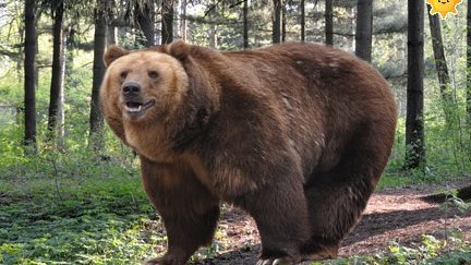 Картинка: Медведь с чувством юмора!