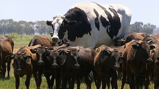Картинка: Австралийский бык–гигант