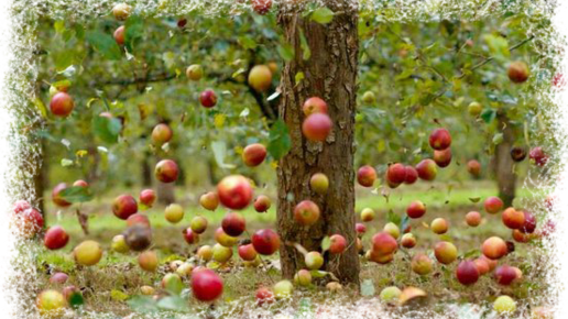 Картинка: Яблоки. Урожай и падалица. Куда деть?