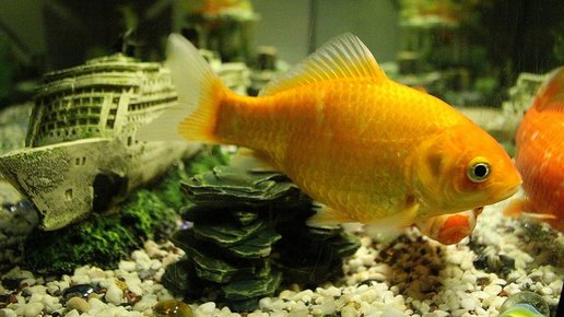 Картинка: Золотые рыбки по фэн-шуй