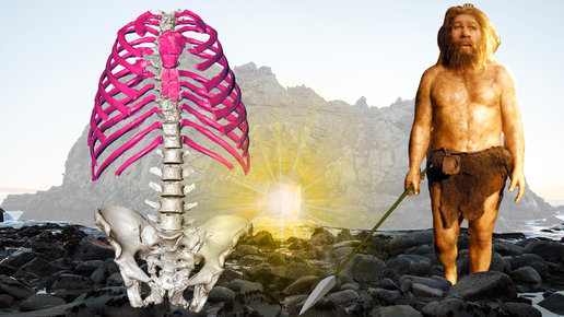 Картинка: 3D-реконструкция грудной клетки неандертальца Кебара 2