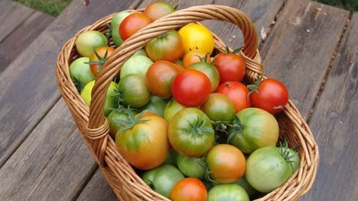 Картинка: Помогаем помидорам вызревать в августе! 