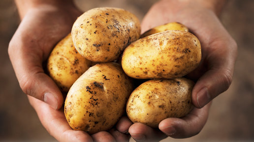 Картинка: Новые сорта картофеля. Полный обзор 