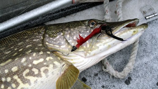 Картинка: Особенности ловли щуки на спининг