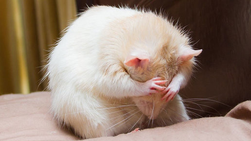 Картинка: Крыса как домашнее животное: плюсы и минусы