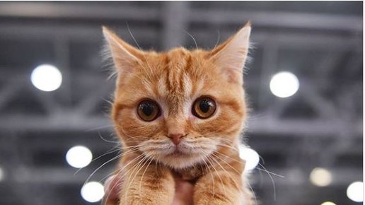 Картинка: Российские медиа в Instagram: Котики, пёсики и внутренняя кухня