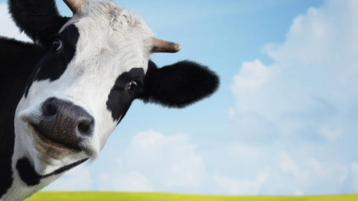 Картинка: Через несколько веков коровы могут стать самыми крупными выжившими наземными животными на нашей планете