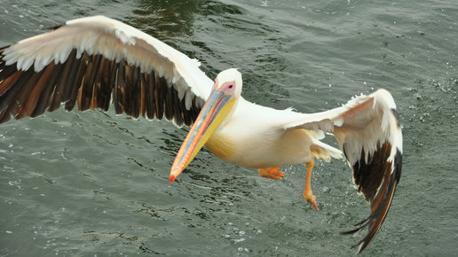 Картинка: Афропробег. Пеликаны и устрицы под шампанское