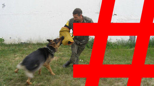 Картинка: Собаки - «Цирики» # Лучший охранник - «Кавказец», самый умный - «Немец»