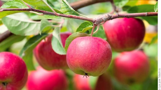 Картинка: Повышаем урожай яблок 