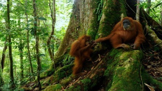 Картинка: Остров Суматра в Индонезии - наследие тропического леса