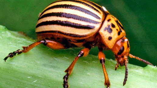 Картинка: Секреты ловли на колорадского жука