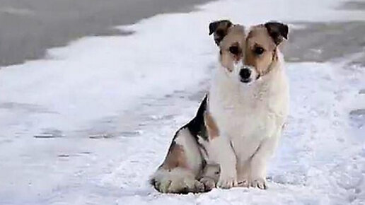 Картинка: Сибирский Хатико: собака полгода ждала своего хозяина на остановке