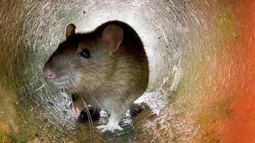 Картинка: История о крысе в продуктовом магазине