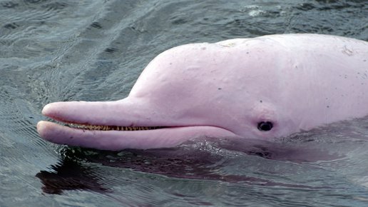 Картинка: Мост в Китай приносит угрозу родному розовому дельфину Гонконга