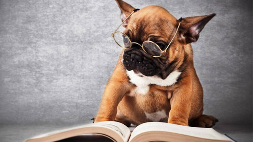 Картинка: Какие породы собак самые умные?