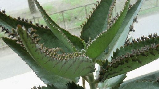 Картинка: Комнатное растение каланхоэ. Чем полезен 