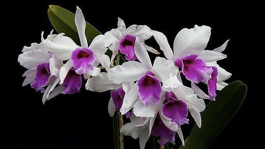 Картинка: Удивительные орхидеи: советы по уходу в домашних условиях