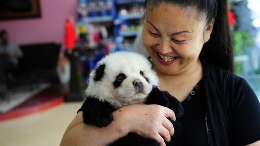 Картинка: Собаки-панды - новая порода популярная в Китае