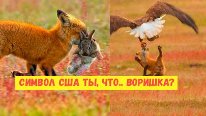 Картинка: Фотографу повезло: лиса, орел и эпичная битва за добычу