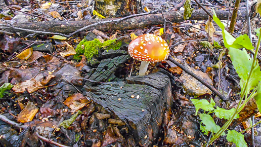 Картинка: Когда не надо в лес, по грибы ходить... (фото с фото охоты)