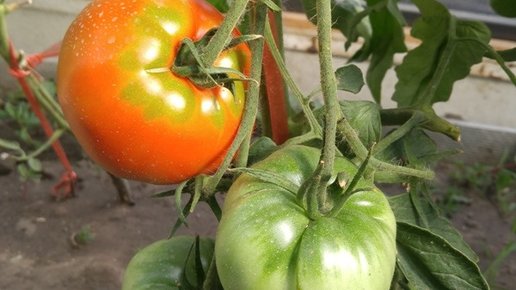 Картинка: Как ускорить созревание томатов - 5 способов.