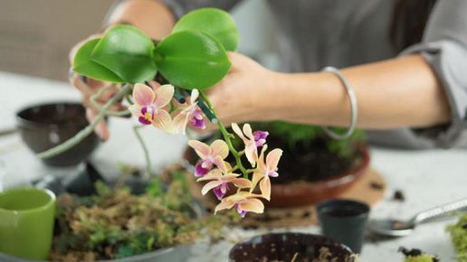 Картинка: Реанимация корней орхидеи