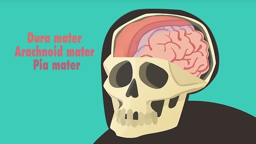 Картинка: Что происходит при сотрясении мозга?