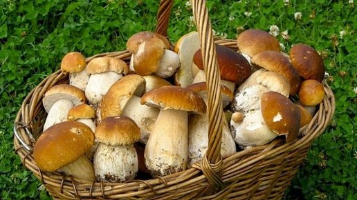 Картинка: Пришла осень пришли грибы. Коротко о грибах. Польза или вред ? Видео 